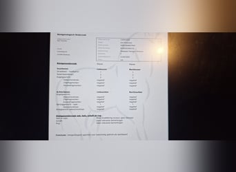 KWPN, Stute, 2 Jahre, 169 cm, Dunkelfuchs