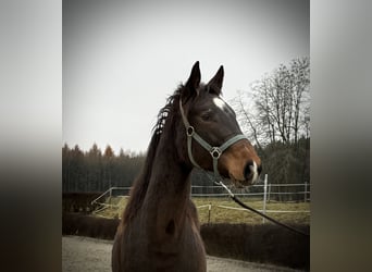 KWPN, Stute, 2 Jahre, 170 cm, Brauner