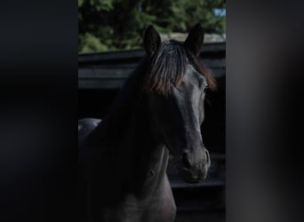 KWPN, Stute, 2 Jahre, 170 cm, Rappe