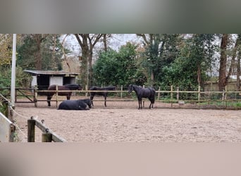 KWPN, Stute, 2 Jahre, 170 cm, Rappe