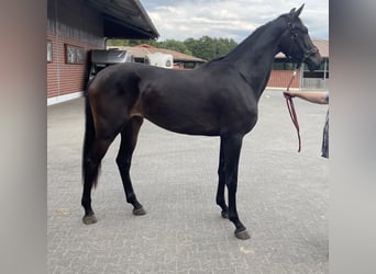 KWPN, Stute, 2 Jahre, 174 cm, Dunkelbrauner