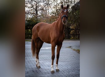 KWPN, Stute, 2 Jahre, 174 cm, Fuchs