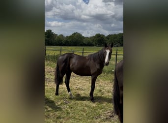 KWPN, Stute, 2 Jahre, 175 cm, Dunkelfuchs