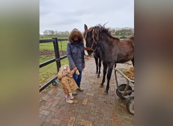 KWPN, Stute, 2 Jahre, 175 cm, Dunkelfuchs