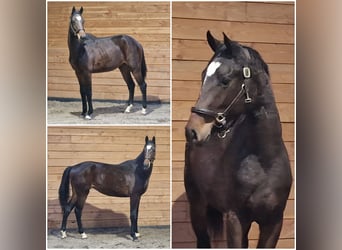 KWPN, Stute, 2 Jahre