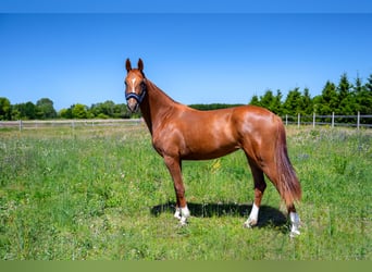 KWPN, Stute, 2 Jahre, Fuchs