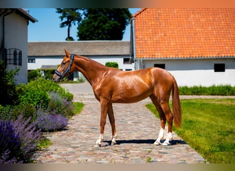 KWPN, Stute, 2 Jahre, Fuchs