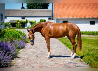 KWPN, Stute, 2 Jahre, Fuchs