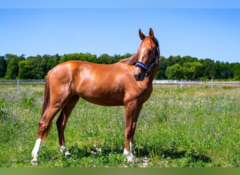 KWPN, Stute, 2 Jahre, Fuchs