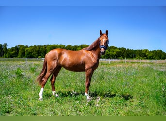 KWPN, Stute, 2 Jahre, Fuchs