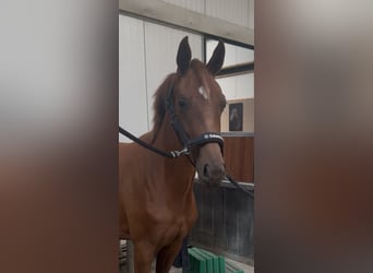 KWPN, Stute, 2 Jahre, Fuchs