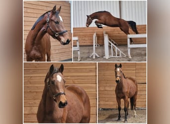 KWPN, Stute, 2 Jahre