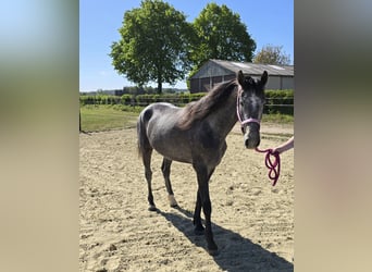 KWPN, Stute, 3 Jahre, 150 cm, Schimmel