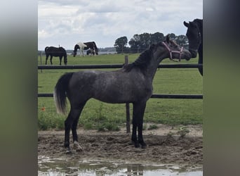 KWPN, Stute, 3 Jahre, 150 cm, Schimmel