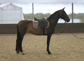 KWPN, Stute, 3 Jahre, 155 cm, Dunkelbrauner