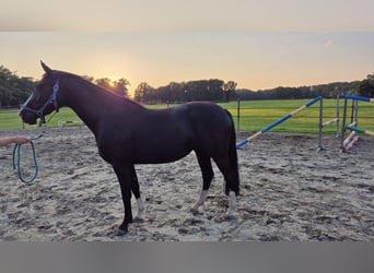 KWPN, Stute, 3 Jahre, 155 cm, Schwarzbrauner