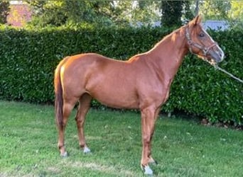 KWPN, Stute, 3 Jahre, 156 cm, Fuchs