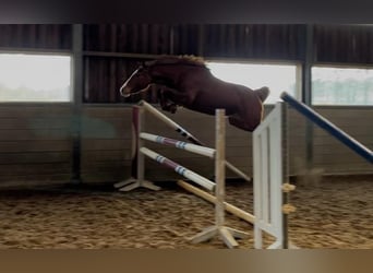 KWPN, Stute, 3 Jahre, 156 cm, Fuchs