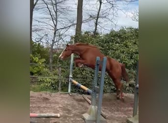 KWPN, Stute, 3 Jahre, 156 cm, Fuchs