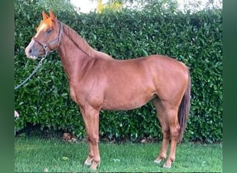 KWPN, Stute, 3 Jahre, 156 cm, Fuchs