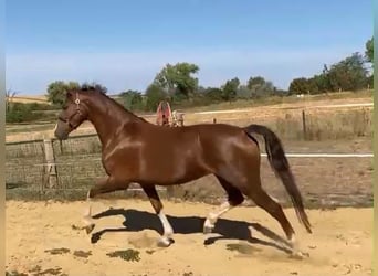 KWPN, Stute, 3 Jahre, 158 cm, Dunkelfuchs
