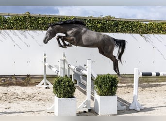 KWPN, Stute, 3 Jahre, 159 cm, Schimmel