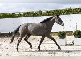 KWPN, Stute, 3 Jahre, 159 cm, Schimmel