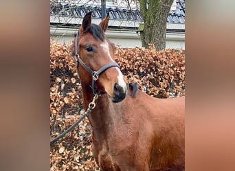 KWPN, Stute, 3 Jahre, 160 cm, Brauner