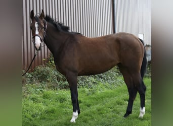 KWPN, Stute, 3 Jahre, 160 cm, Brauner