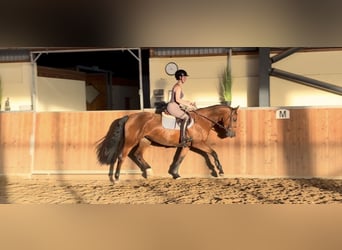 KWPN, Stute, 3 Jahre, 160 cm, Brauner