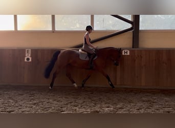KWPN, Stute, 3 Jahre, 160 cm, Brauner