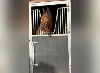 KWPN, Stute, 3 Jahre, 160 cm, Brauner