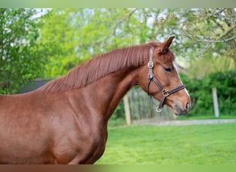 KWPN, Stute, 3 Jahre, 160 cm