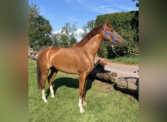 KWPN, Stute, 3 Jahre, 160 cm, Fuchs