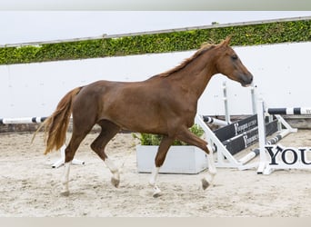 KWPN, Stute, 3 Jahre, 160 cm, Rotfuchs