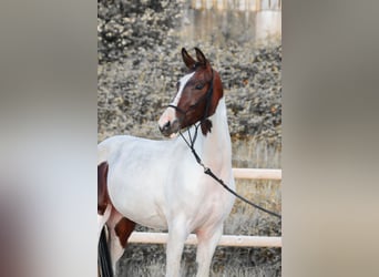 KWPN, Stute, 3 Jahre, 160 cm, Tobiano-alle-Farben