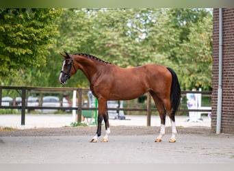 KWPN, Stute, 3 Jahre, 161 cm, Brauner