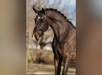 KWPN, Stute, 3 Jahre, 162 cm, Brauner