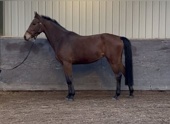 KWPN, Stute, 3 Jahre, 162 cm, Brauner