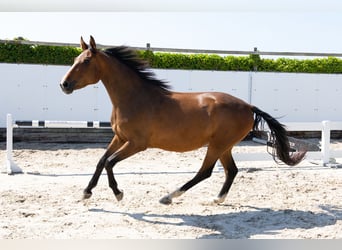 KWPN, Stute, 3 Jahre, 162 cm, Brauner