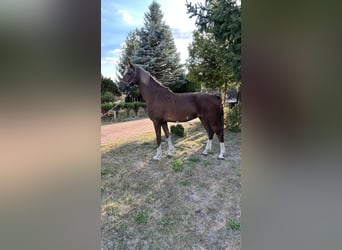 KWPN, Stute, 3 Jahre, 162 cm, Dunkelfuchs