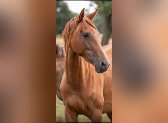 KWPN, Stute, 3 Jahre, 162 cm, Fuchs