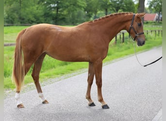 KWPN, Stute, 3 Jahre, 162 cm, Fuchs