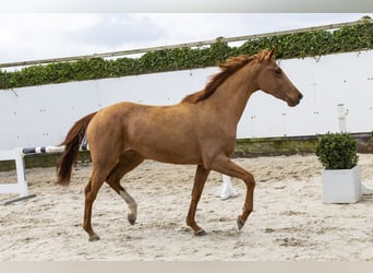 KWPN, Stute, 3 Jahre, 162 cm, Fuchs