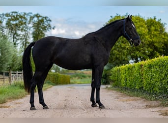 KWPN, Stute, 3 Jahre, 162 cm, Rappe