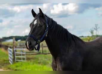 KWPN, Stute, 3 Jahre, 162 cm, Rappe