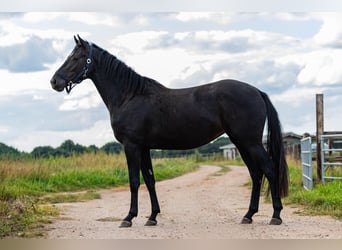 KWPN, Stute, 3 Jahre, 162 cm, Rappe
