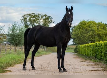 KWPN, Stute, 3 Jahre, 162 cm, Rappe