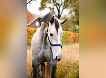 KWPN, Stute, 3 Jahre, 162 cm, Schimmel