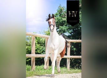 KWPN, Stute, 3 Jahre, 162 cm, Tobiano-alle-Farben